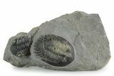 Multi-Toned Mrakibina Trilobite with Morocops - Mrakib, Morocco #353043-1